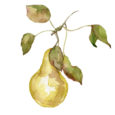 watercolor fresh pear on white hand drawnの写真素材