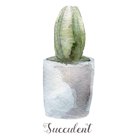 Hand painted watercolor succulent plants in pot. Perfect for cards, labels, invitations, web, scrapbook, flyer etcの写真素材