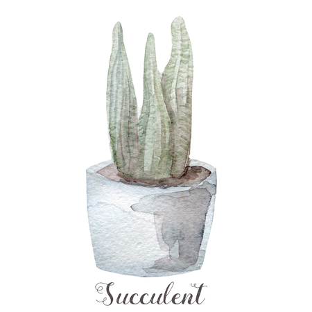 Hand painted watercolor succulent plants in pot. Perfect for cards, labels, invitations, web, scrapbook, flyer etcの写真素材