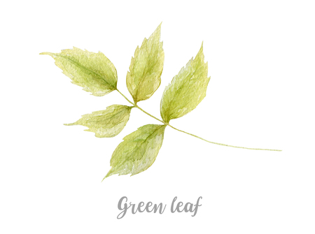 Hand drawn watercolor illustration of green leaf on white backgroundの写真素材