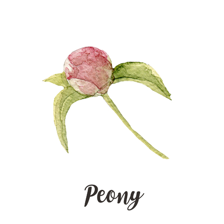 watercolor peony flower.This image can be used for postcards invitations flyersの写真素材