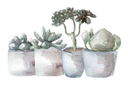 Watercolor cactus and succulent setの写真素材