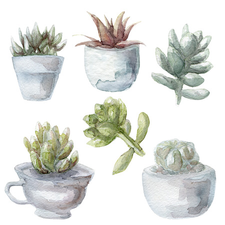watercolor succulent green plants collection illustration, isolated on white backgroundの写真素材