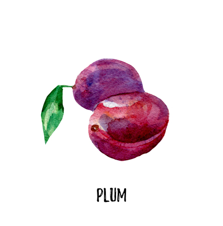 Plum illustration. Hand drawn watercolor on white background.の写真素材