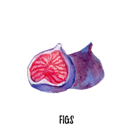 Figs illustration. Hand drawn watercolor on white background.の写真素材