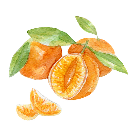 fresh mandarins illustration. Hand drawn watercolor on white background.の写真素材