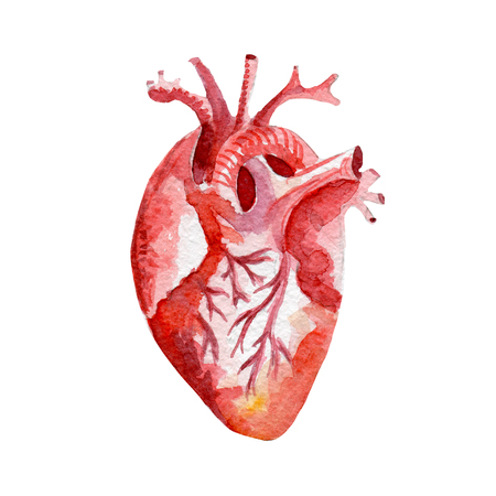Anatomy human organ heart illustration. Hand drawn watercolor on white background.の写真素材