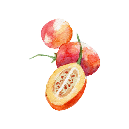 fresh tamarillo illustration. Hand drawn watercolor on white backgroundの写真素材