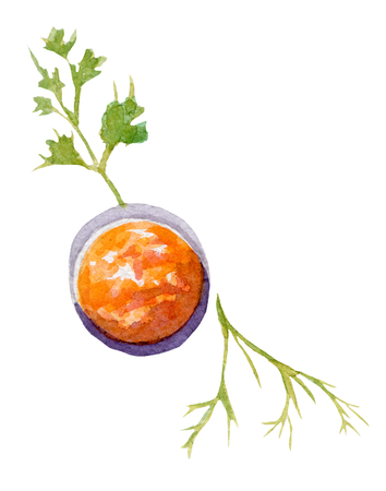 sushi sauce illustration. Hand drawn watercolor on white background.の写真素材
