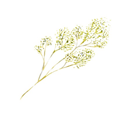 fresh dill illustration. Hand drawn watercolor on white background.の写真素材