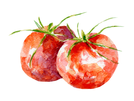 fresh tomato illustration. Hand drawn watercolor on white background.の写真素材