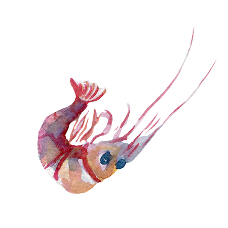 fresh shrimp illustration. Hand drawn watercolor on white background.の写真素材