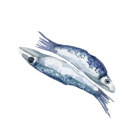 fresh fish illustration. Hand drawn watercolor on white background.の写真素材
