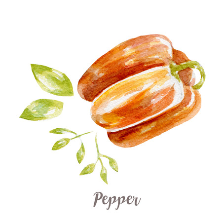 fresh pepper illustration. Hand drawn watercolor on white background.の写真素材