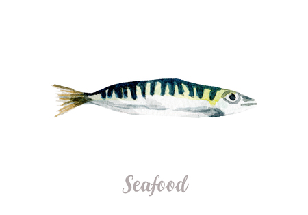 Watercolor hand drawn fish. Isolated fresh seafood illustration on white backgroundの写真素材