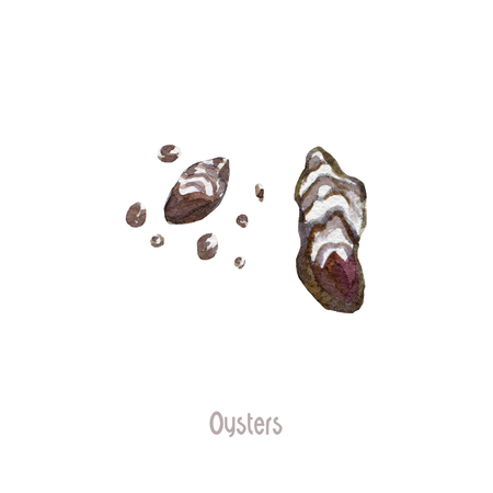 fresh oysters isolated on a white backgroundの写真素材