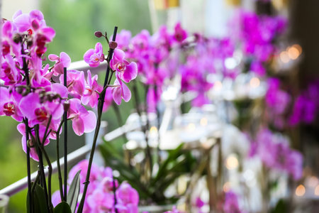 decoration from pink flowers and candlesの写真素材