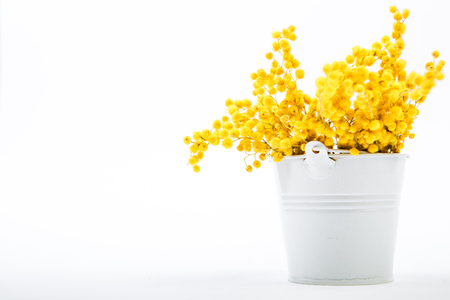 bouquet of yellow mimosa flowers standing in a bucket on a white backgroundの写真素材