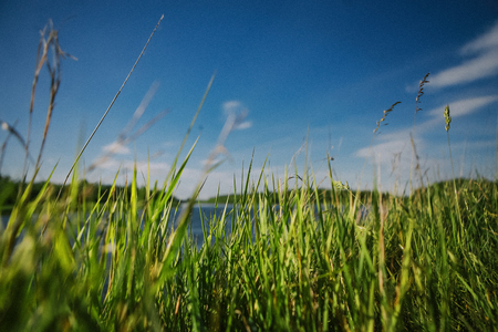 high grass near the river and the blue sky in summerの写真素材
