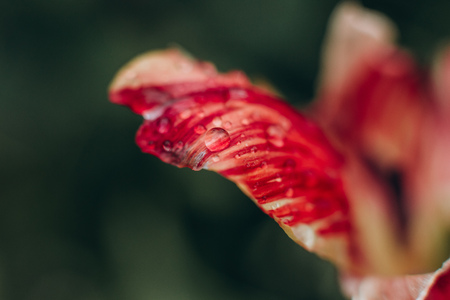 macro drops of water on the flower petals after the rainの写真素材