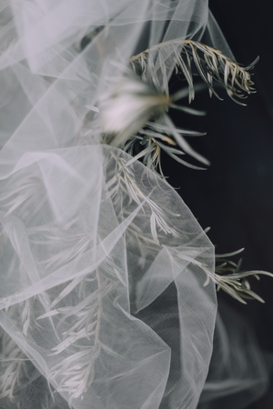 Eucalyptus branches with green leaves tangled in white veilsの写真素材