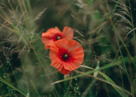 red poppies growing on the field with green spike of agricultureの写真素材