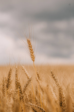 thunderstorm and a hurricane with black clouds over a field with agricultural crops wheatの写真素材