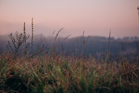 vegetation green leaves at dawn with dew and rays of sunの写真素材