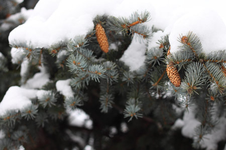 snow covered pine tree with cones in the winter season
