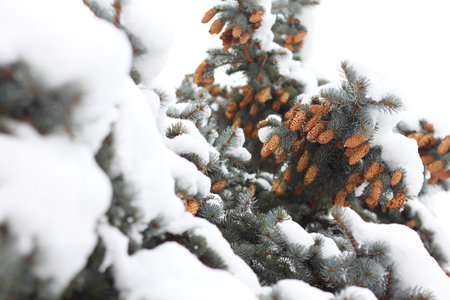 snow covered pine tree with cones in the winter season