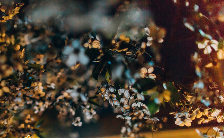 party night outside in the garden terrace people light flowersの写真素材