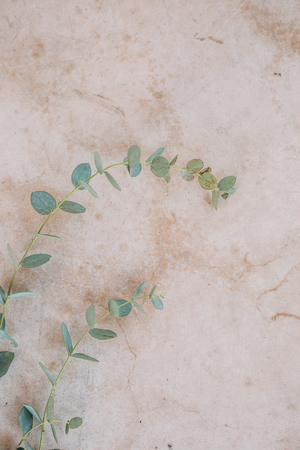 branch of eucalyptus green on the background of sand and stonesの写真素材