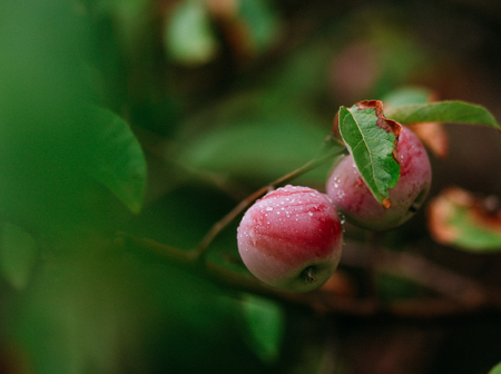 red apple fruit on a branch in the gardenの写真素材