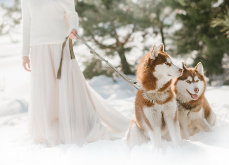 woman in dress with two dogs husky winter snow forestの写真素材