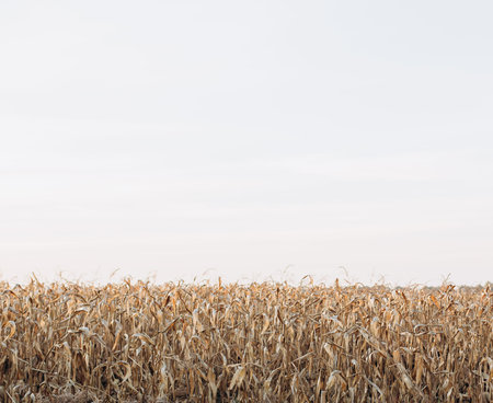 corn field harvest golden season autumn and sky