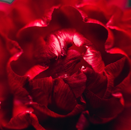 flower bud red macro with blur and details texture backgroundの写真素材