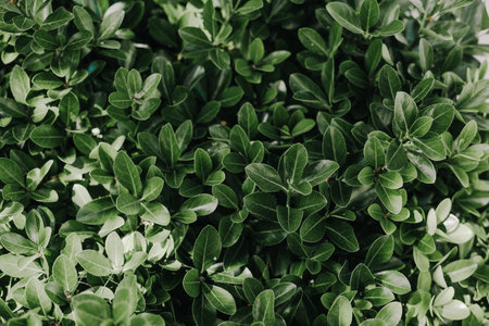 naturalgreen leaf green texture exotic