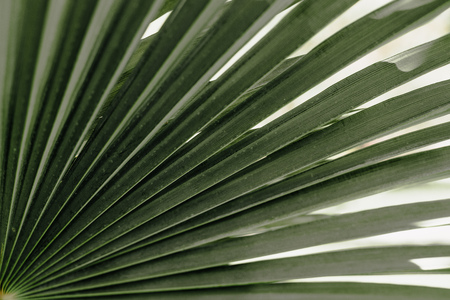 Tropical palm leaves floral pattern background real photoの写真素材