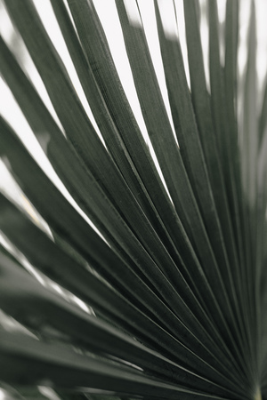 Tropical palm leaves floral pattern background real photoの写真素材