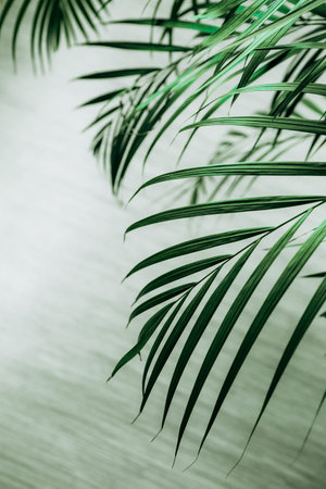 large leaves of a tropical palm tree with the texture of a plant