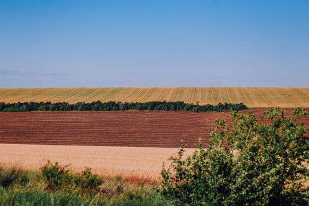 beautiful field with agricultural crops in a row of stripes and waves