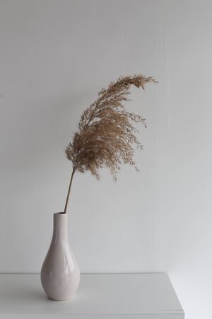 fluffy dry plant in a vase decoration for the interior on a white backgroundの写真素材