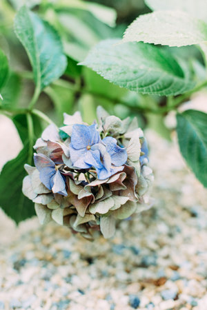 natural colored vibrant flowers in the garden with blurry background