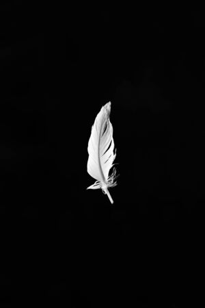 goose feather conceptual warmth and softness light fluffの写真素材
