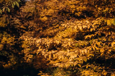 season of fallen autumn yellow leaves on trees in a forestの写真素材