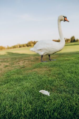 white bird swan looks fallen feather on grassの写真素材