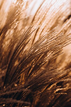 dry field grass golden autumn natural background textureの写真素材