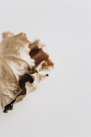 dry leaves autumn symbol on a white background with an empty place for an inscription