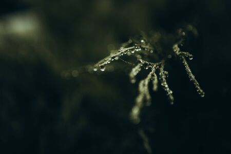 green branch with dew drops freshness season nature backgroundの写真素材