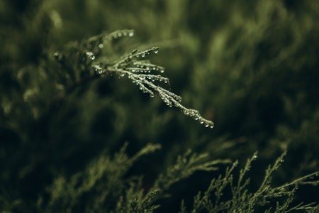 green branch with dew drops freshness season nature background